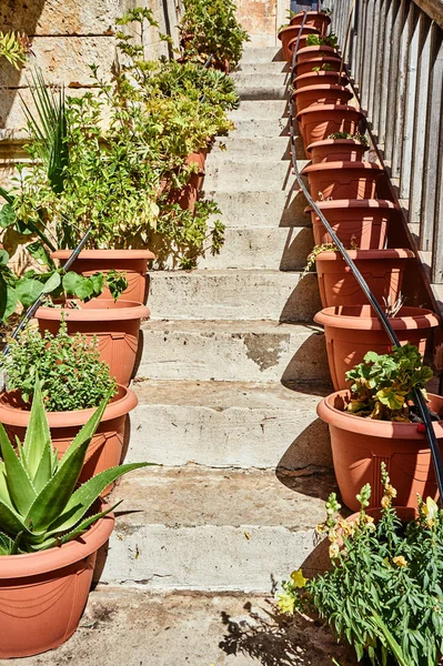 Plants Pots Steps Orthodox Monastery Island Crete Greece — Stock Photo, Image