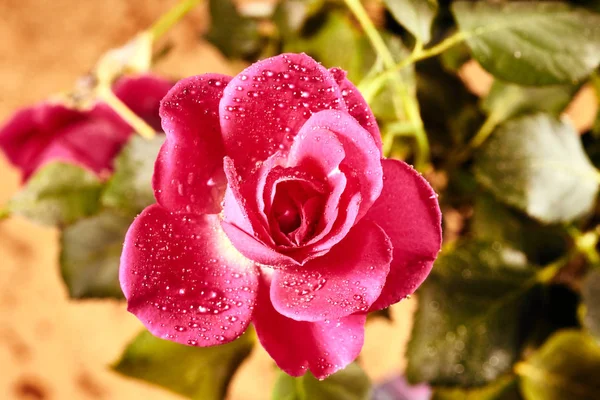 Červený Květ Růže Kapkami Vody — Stock fotografie