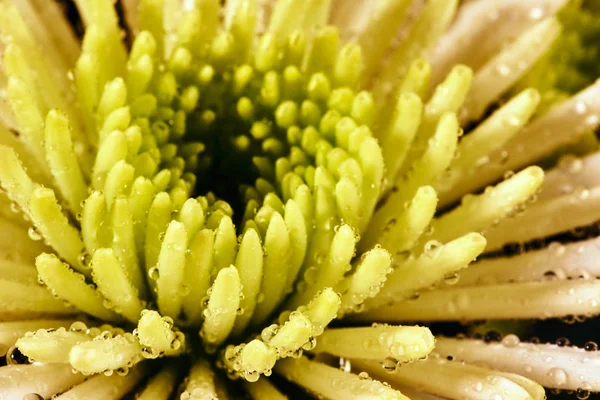 Detail White Chrysanthemum Bristle Flower Drops Wate — Stock Photo, Image