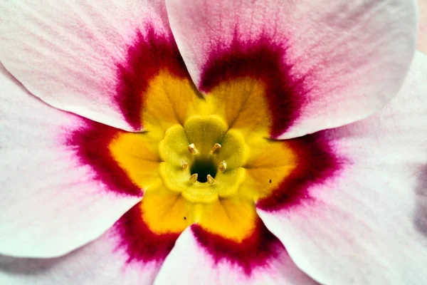 Details Des Blumenstraußes Der Primel Topf — Stockfoto