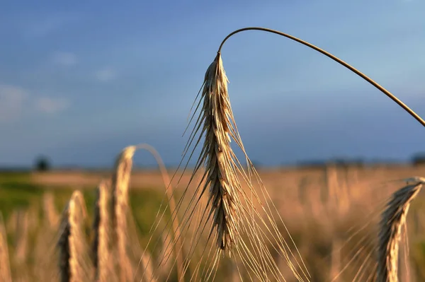 Landsbygdens Landskap Med Ett Korn Spannmål Sommaren Polen — Stockfoto