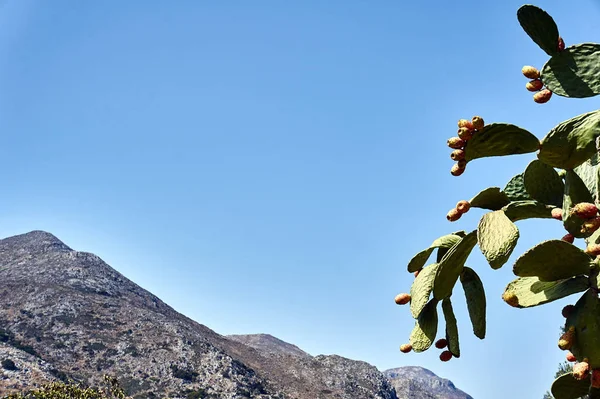 Poire Piquante Dans Les Montagnes Île Crète — Photo