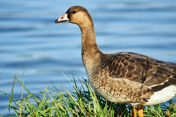 Wild Goose Sjön Polen — Stockfoto