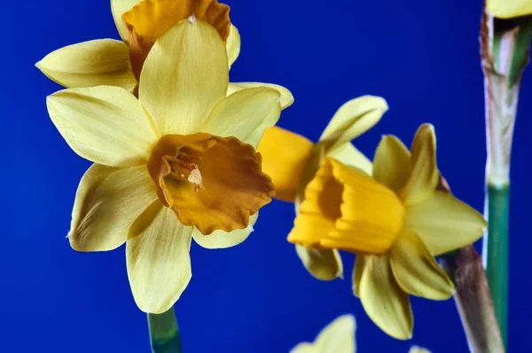 Gul Påsklilja Blomma Våren — Stockfoto