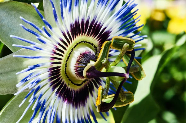 Paixão Passiflora Flor Tropical Florescente — Fotografia de Stock