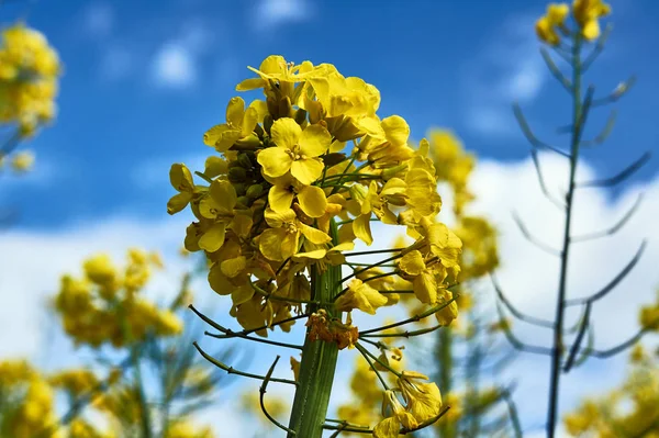 Detail Yellow Flower Rape Spring Poland — Stock Photo, Image
