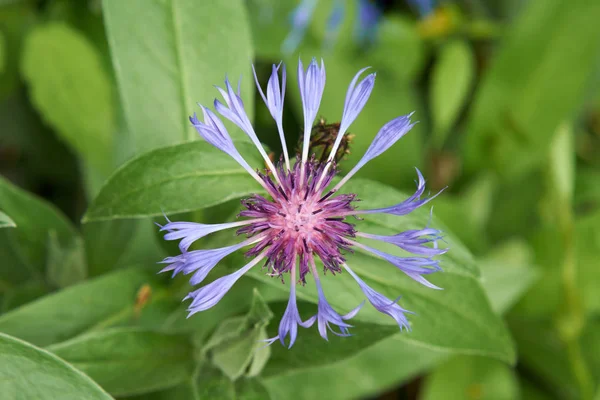 Modrý Květ Crambe Louce Jaře — Stock fotografie