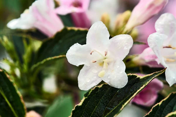 Piccoli Fiori Bianchi Della Weigela Durante Primavera Giardino — Foto Stock