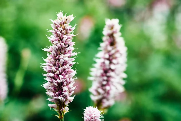 Knotweed Fleur Printemps Décorative Dans Jardin — Photo