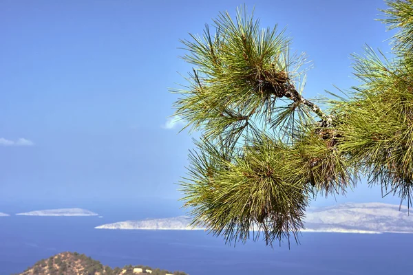 Aghi Pino Sulla Costa Del Mare Sull Isola Rodi Grecia — Foto Stock