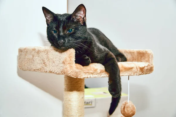 Porträt Einer Jungen Europäischen Katze Mit Schwarzem Haar — Stockfoto