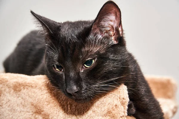 Porträt Einer Jungen Europäischen Katze Mit Schwarzem Haar — Stockfoto