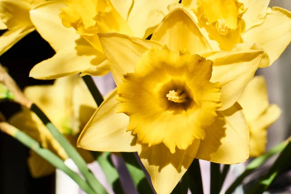 ポーランドで黄色のスイセンの花のクローズ アップ — ストック写真