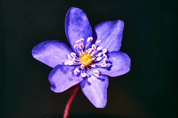 Close Spring Flower Liverwort Garden — Stock Photo, Image
