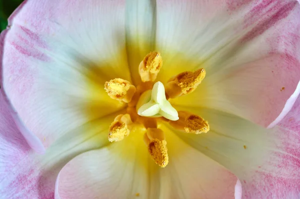 Fechar Uma Flor Tulipa Pistil Estames — Fotografia de Stock