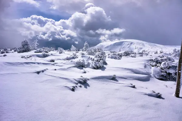 雪に覆われたのトウヒの木冬の間にポーランドの巨大な山 — ストック写真