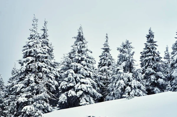 Abete Rosso Innevato Durante Inverno Sulle Montagne Giganti Polonia — Foto Stock