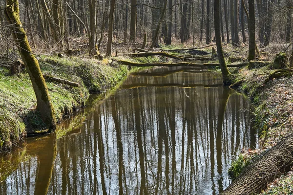 Río Fluye Través Del Bosque Caducifolio Polonia — Foto de Stock