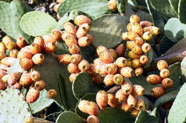 kürek kaktüs Kos Adası Yunanistan
