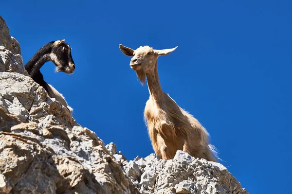 그리스 꼭대기에 염소들 — 스톡 사진
