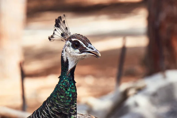 Close Peacock Head Kos — Stock Photo, Image