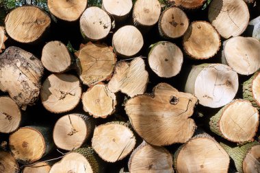 Kesilmiş ağaç gövdeleri Polonya'da bir ormandaki yığını