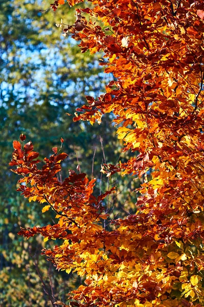 Autumn Leaves Branches Tree Autumn Poland — Stock Photo, Image