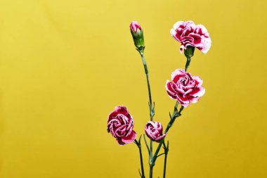 Sarı bir arka plan üzerinde güzel pembe karanfil çiçek