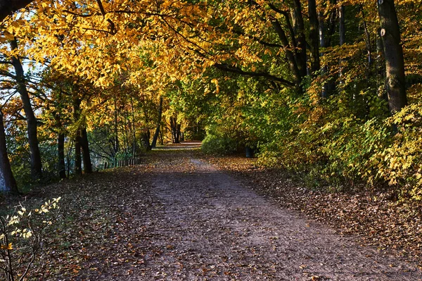 Ground Road Autumn Forest Poland — Stock Photo, Image