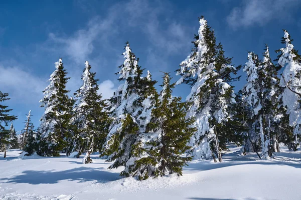 Enterrado Bosque Nieve Árboles Secos Las Montañas Gigantes Polonia — Foto de Stock