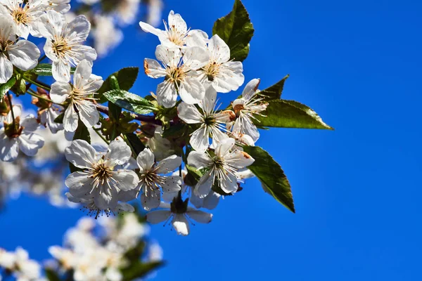 Дерево Белыми Цветами Фоне Неба Весной Польше — стоковое фото