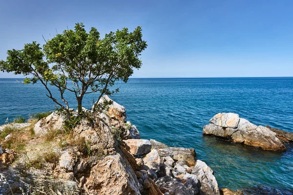 ギリシャのエーゲ海の海岸の岩の上の孤独な木 — ストック写真