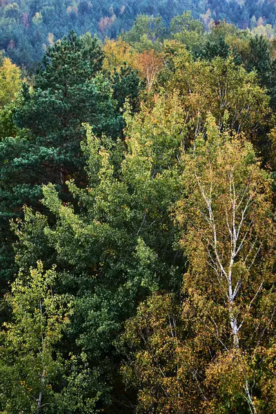 Kolorowe Liście Drzew Jesienią Polsce — Zdjęcie stockowe