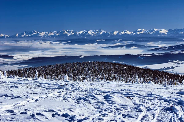 雪覆盖山区云杉在冬天在波兰 Beskidy — 图库照片