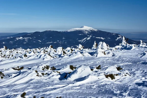Sneeuw Bedekte Sparren Een Uitzicht Berg Babia Gora Polen — Stockfoto