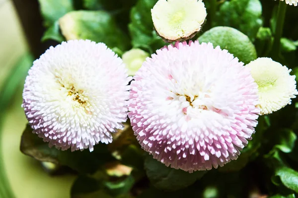 Букет Красивых Цветков — стоковое фото