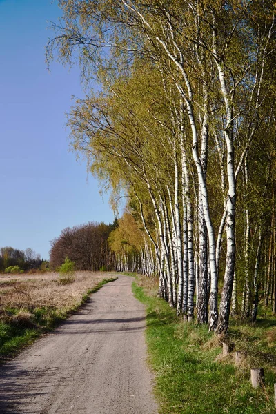 Uma Estrada Terra Vidoeiro Primavera Polônia — Fotografia de Stock