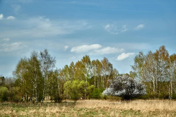 Blooming Fruit Tree Birch Coppice Spring Poland — Stock Photo, Image