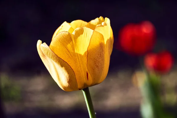 Flor Tulipán Única Hermosa Jardín —  Fotos de Stock