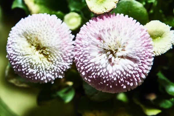 Buquê Bela Flor Margarida Colorida — Fotografia de Stock