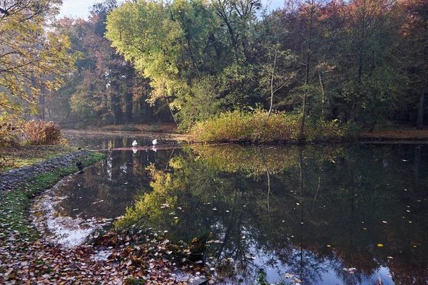 Two White Swans Pond City Park Poznan — Stock Photo, Image