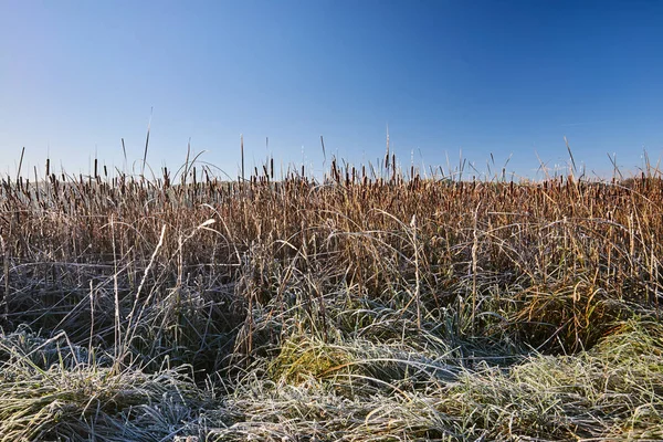 Frosted Reeds Lake Autumn Poland — Stock Photo, Image