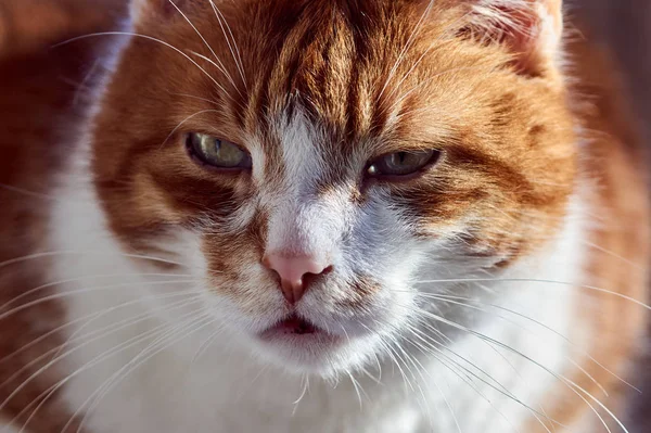 Portret Van Een Gember Witte Volwassen Europese Kat — Stockfoto