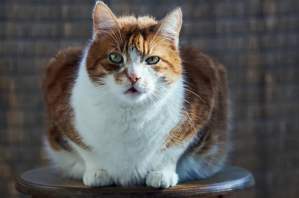 Porträt Einer Ingwerwurzel Und Einer Weißen Erwachsenen Europäischen Katze — Stockfoto