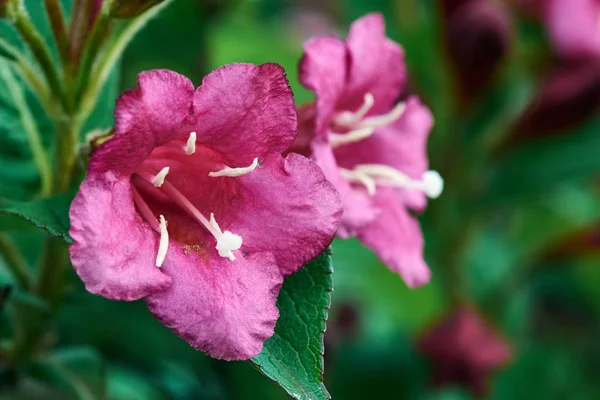 Rosa Weigel Fiore Primaverile Giardino — Foto Stock