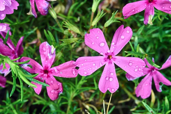 Pink Spring Flowers Phloxes Miniature Garden — Stock Photo, Image