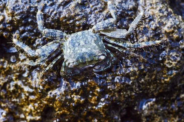 Krab Skalistym Wybrzeżu Morza Śródziemnego Grecji — Zdjęcie stockowe