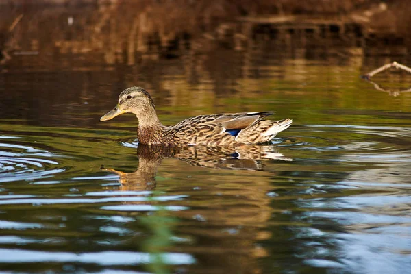 Female Mallard Duck Floating Pond — Stock Photo, Image