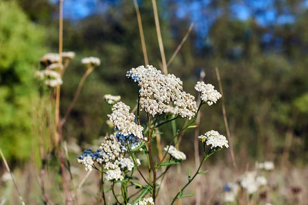 Flores Ervas Yarrow Durante Outono Prado Polônia — Fotografia de Stock