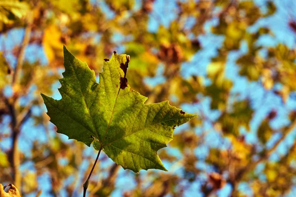 Close Surface Leaf Autumn Poland — Stock Photo, Image